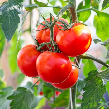 Tomato