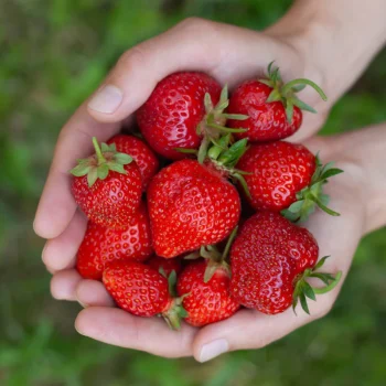 Strawberries