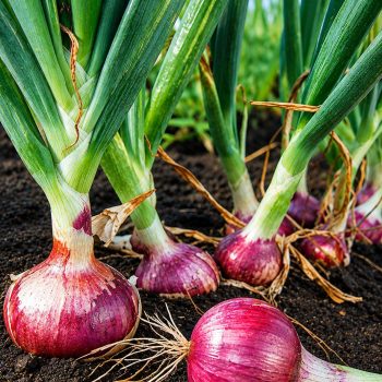 Onion