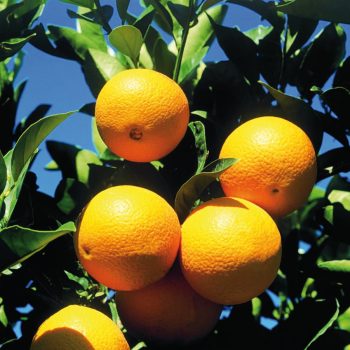 Citrus