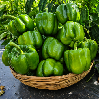 Capsicum