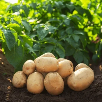 Potato